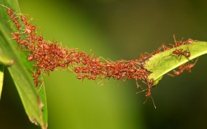 puentehormigas