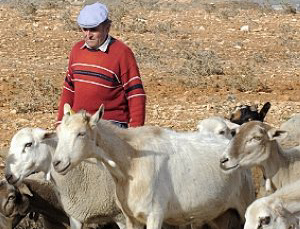 Pascual Carrión pastoreando en Jumilla (Murcia)