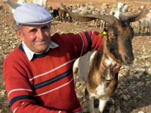 Pascual Carrión junto a su rebaño en Jumilla