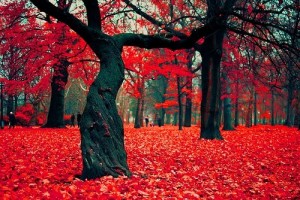 bosque rojo