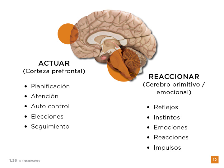 cerebro-productividad-covey